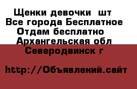 Щенки девочки 4шт - Все города Бесплатное » Отдам бесплатно   . Архангельская обл.,Северодвинск г.